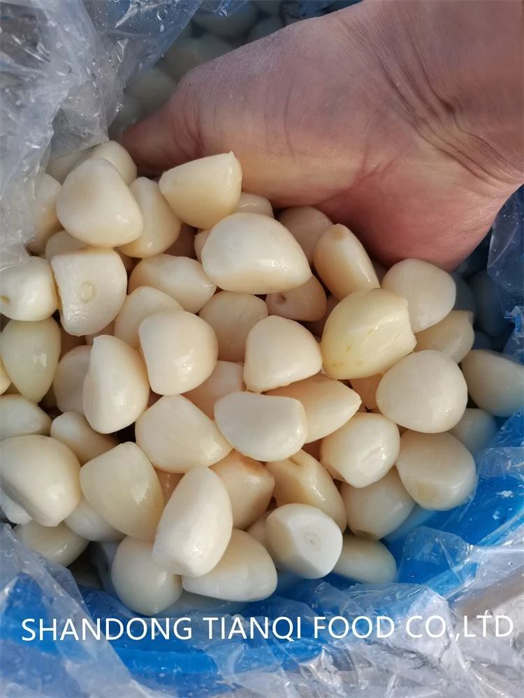 Normal white salted garlic big in drums