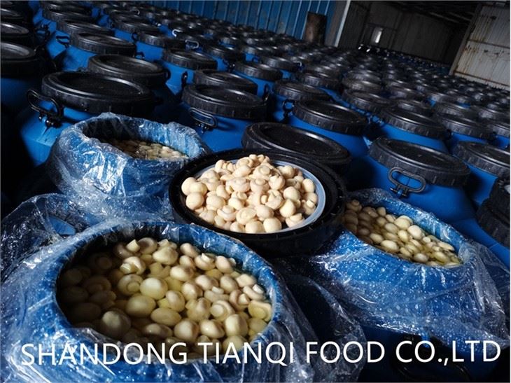 Mushroom in brine in drums with lowest price